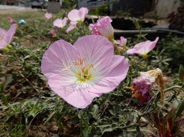 Showy Evening Primrose
